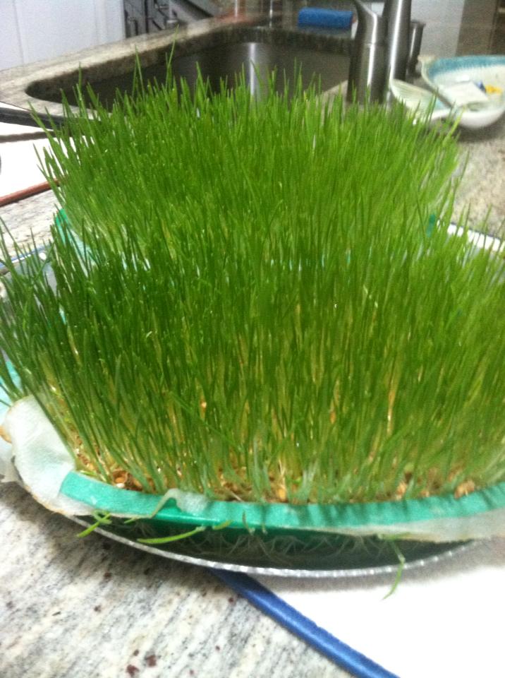 wheatgrass – 3 Italian Sisters